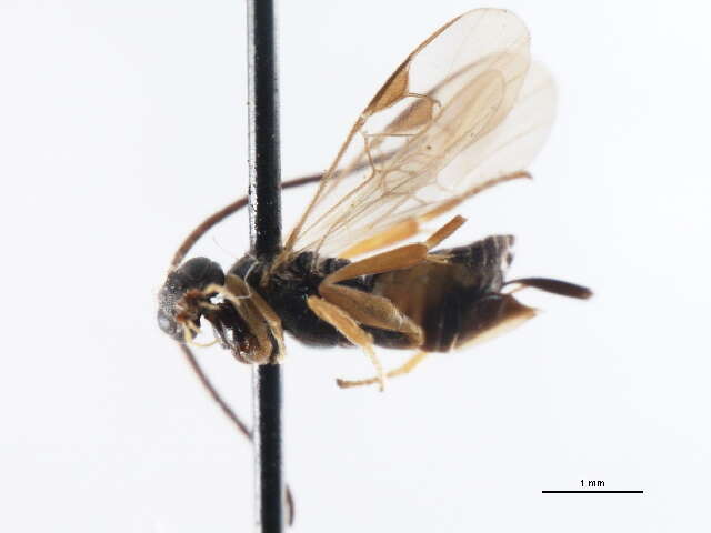 Image of Microgaster peroneae Walley 1935