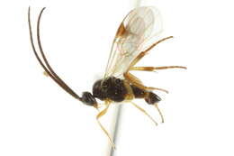 Image of <i>Rasivalva stigmatica</i>