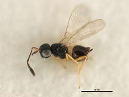 Image of Ooctonus notatus Walker 1846