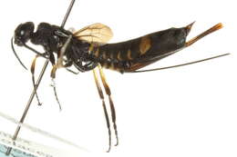 Image of horntails