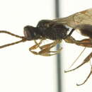 Image of Pedunculinae