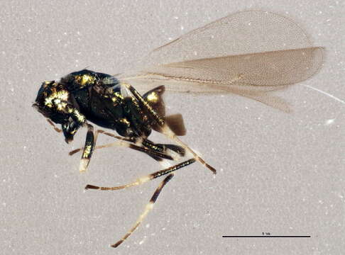 Image of Parasitoid wasp