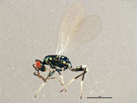 Image of Parasitoid wasp