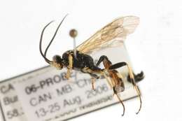 Imagem de Ichneumon luteipes Wesmael 1855