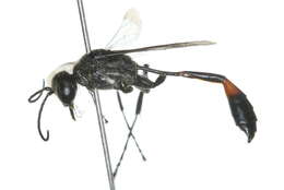 Image of Ammophila urnaria Dahlbom 1843