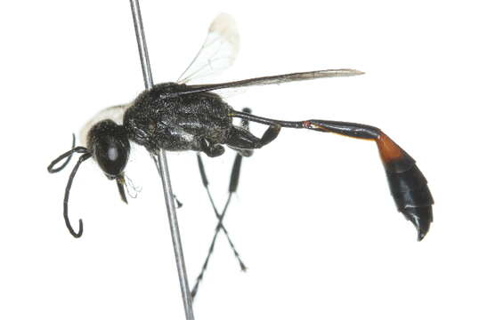 Слика од Ammophila urnaria Dahlbom 1843