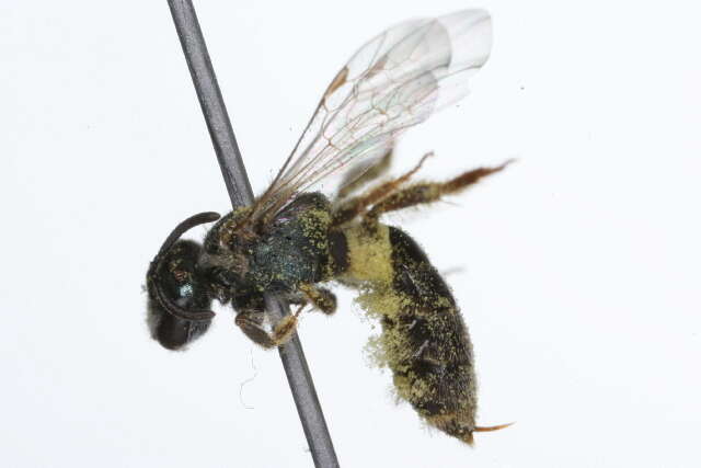 Lasioglossum illinoense (Robertson 1892)的圖片