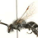 Image of Colletes salicicola Cockerell 1897