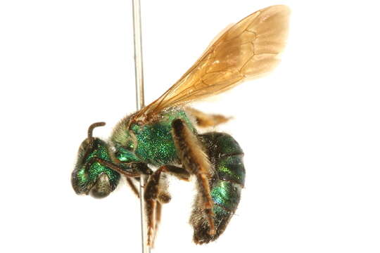 Image of Agapostemon splendens (Lepeletier 1841)