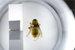 صورة Hypoderma tarandi (Linnaeus 1758)