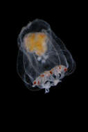 Image of Podocoryna M. Sars 1846