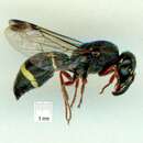 Sivun <i>Subancistrocerus monstriccornis</i> kuva