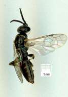 Image of Anthoboscinae