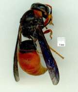 Image of Pseudabispa bicolor (de Saussure 1855)