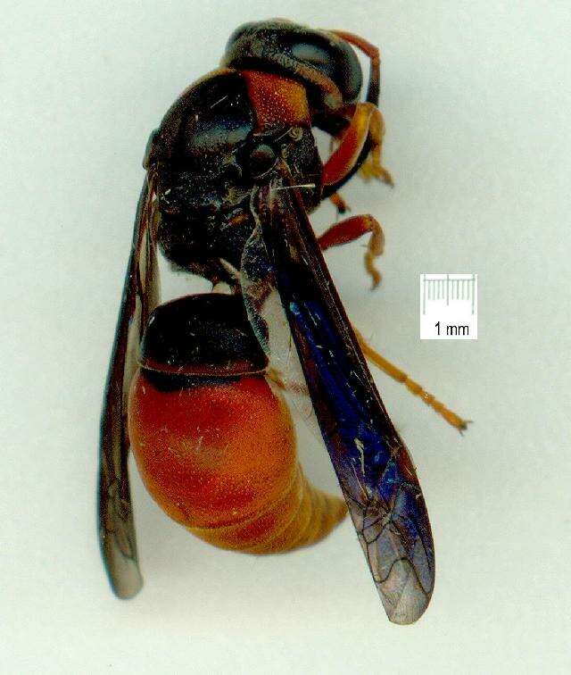 Image of Pseudabispa bicolor (de Saussure 1855)