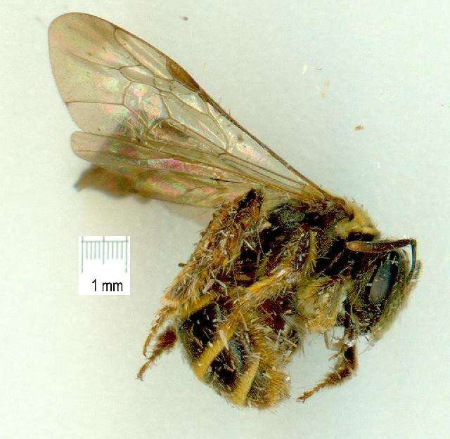 Image of Nomiinae