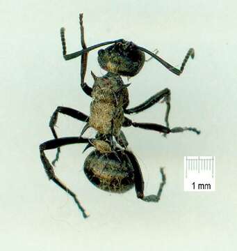 Image de Polyrhachis