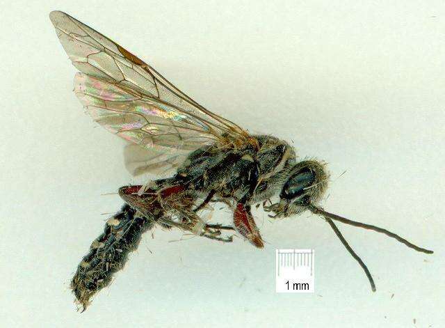 Image of Epactiothynnus Turner 1910