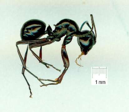 Image de Polyrhachis