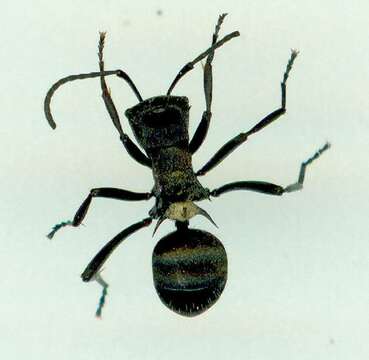 Image de Polyrhachis