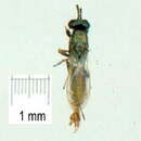 Image of Eupelmus