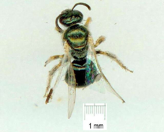 Image of Nomioides perditellus