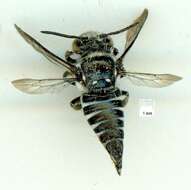 Image of Coelioxys albolineata Cockerell 1905