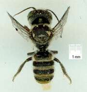 Imagem de Megachile turneri (Meade-Waldo 1913)