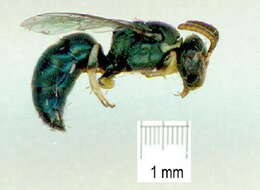 Imagem de Hylaeus albonitens (Cockerell 1905)