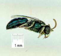 Imagem de Hylaeus albonitens (Cockerell 1905)