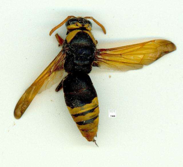 Image of Vespoidea