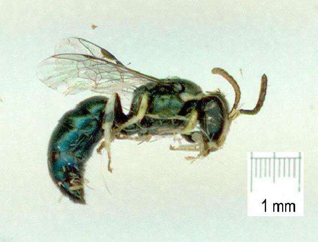 Imagem de Hylaeus albonitens (Cockerell 1905)