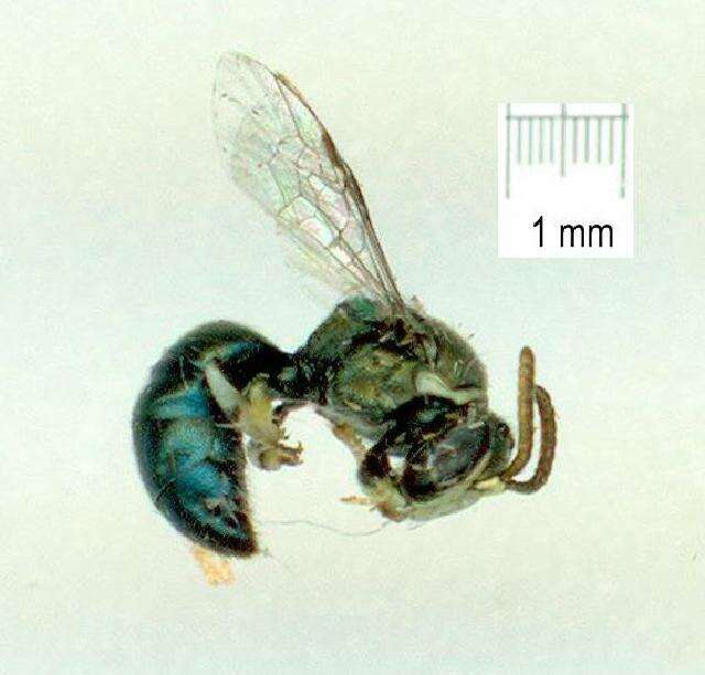 Imagem de Hylaeus albonitens (Cockerell 1905)