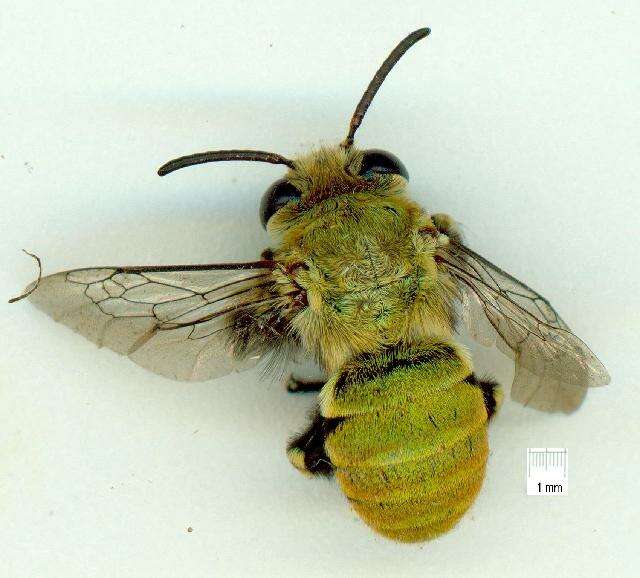 Image of Amegilla aeruginosa (Smith 1854)