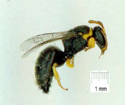 Image of Hylaeus euxanthus (Cockerell 1910)