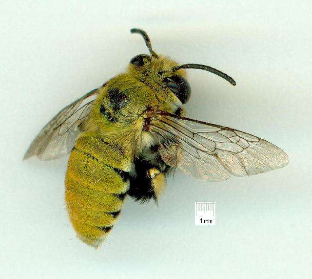 Image of Amegilla aeruginosa (Smith 1854)