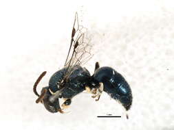 Imagem de Hylaeus albonitens (Cockerell 1905)