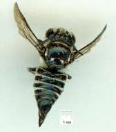 Image of Coelioxys albolineata Cockerell 1905