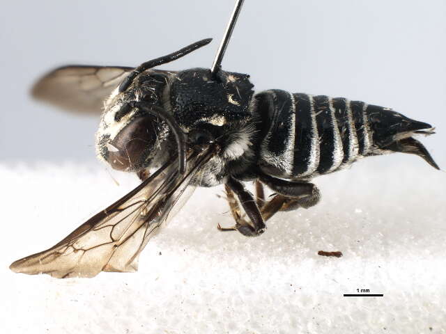 Image of Coelioxys albolineata Cockerell 1905