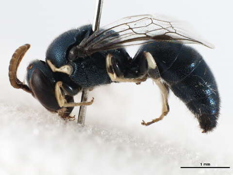 Imagem de Hylaeus albonitens (Cockerell 1905)