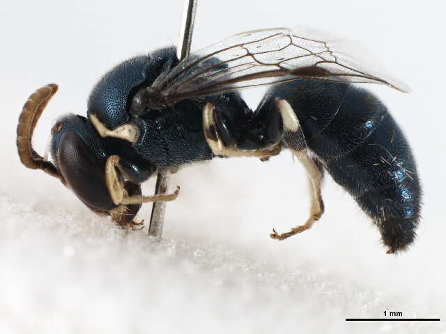 Imagem de Hylaeus albonitens (Cockerell 1905)