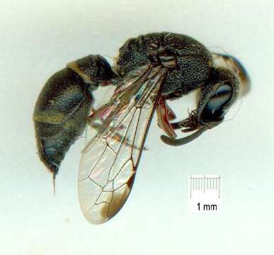 Sivun <i>Subancistrocerus monstriccornis</i> kuva