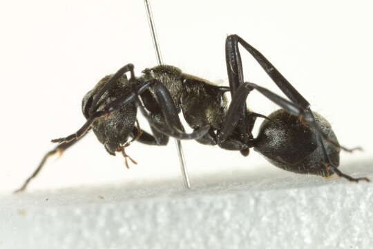 Image de Polyrhachis