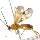 Image de <i>Aleiodes glandularis</i>