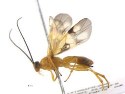 Слика од <i>Aleiodes glandularis</i>