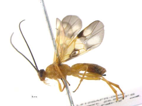 Image of <i>Aleiodes glandularis</i>