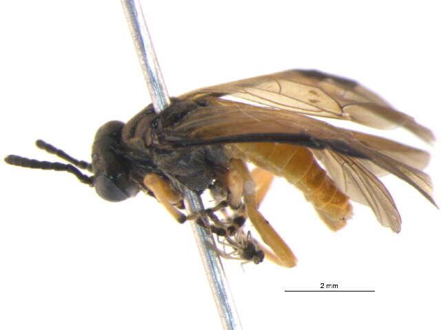 Image of <i>Athalia marginipennis</i>