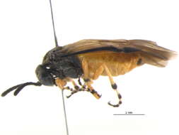 Image of <i>Athalia marginipennis</i>