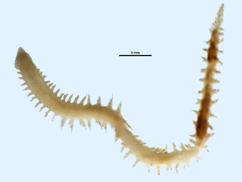 Image of Paralacydonia paradoxa Fauvel 1913