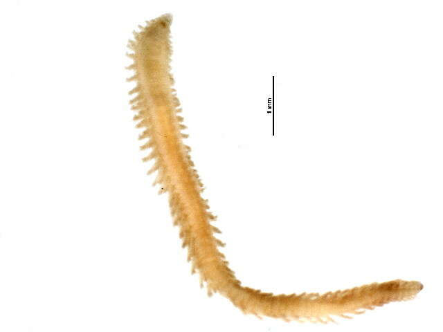 Paralacydonia paradoxa Fauvel 1913的圖片